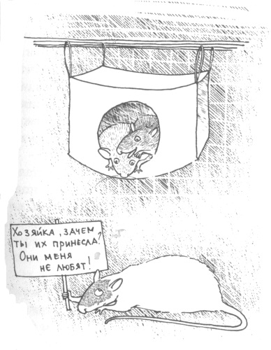 Крысявки. Крысиное житие в байках и картинках