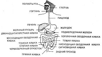 Шиацу — японская терапия надавливанием пальцами