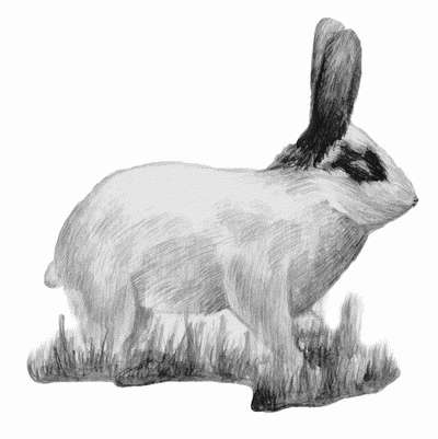 Книга: Декоративные кролики Книга: Декоративные кролики