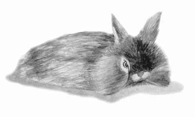 Книга: Декоративные кролики Книга: Декоративные кролики
