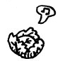 The Boy, the Wolf, the Sheep and the Lettuce