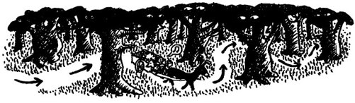 The Boy, the Wolf, the Sheep and the Lettuce