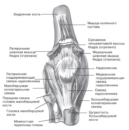 Боль в коленях. Найти и устранить причину