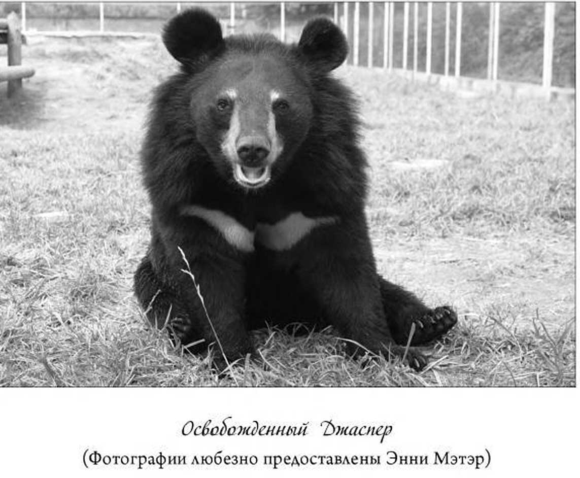 Эмоциональная жизнь животных