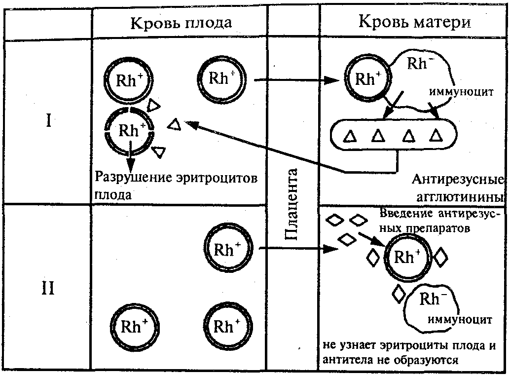 Анатомия и физиология человека: Учебное пособие