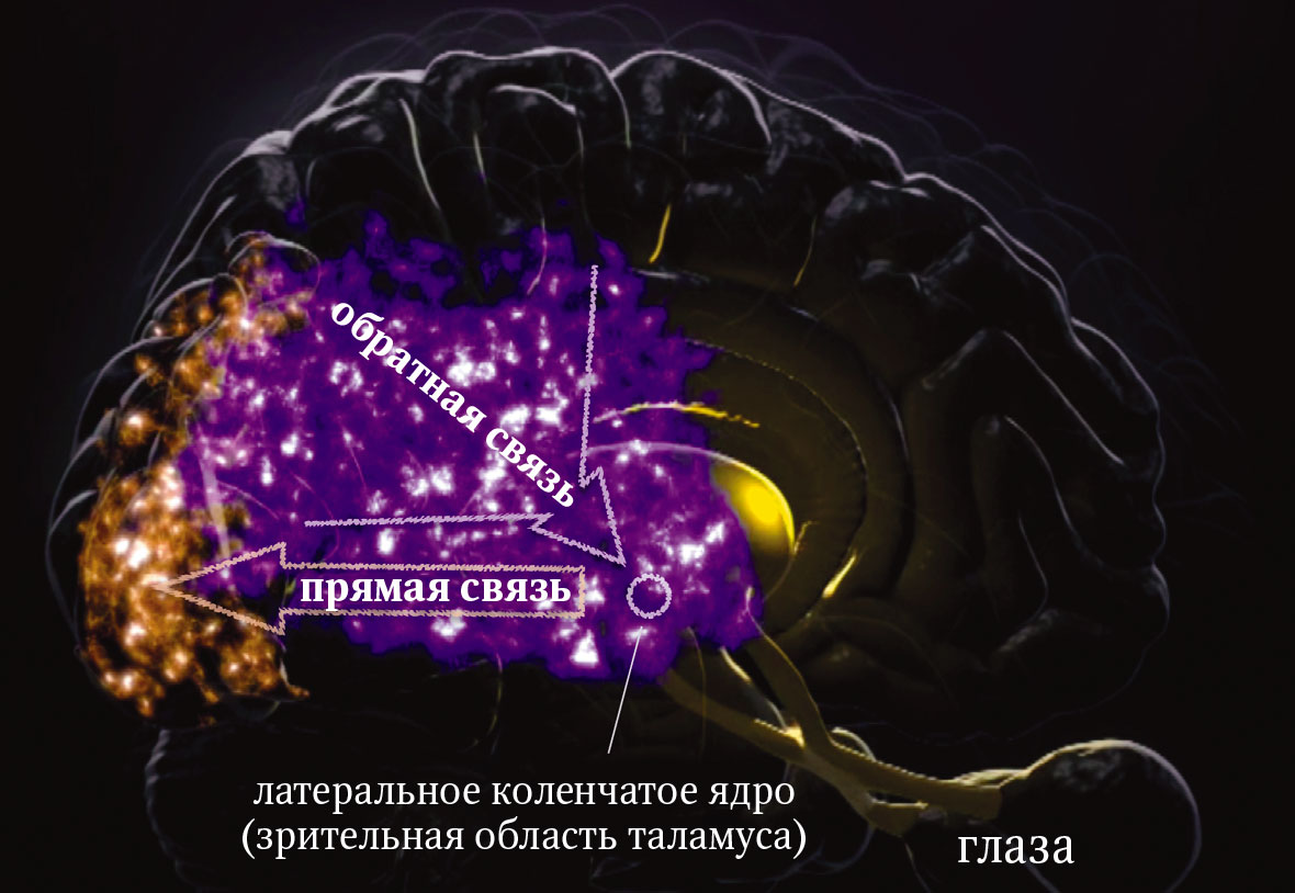 Мозг: Ваша личная история