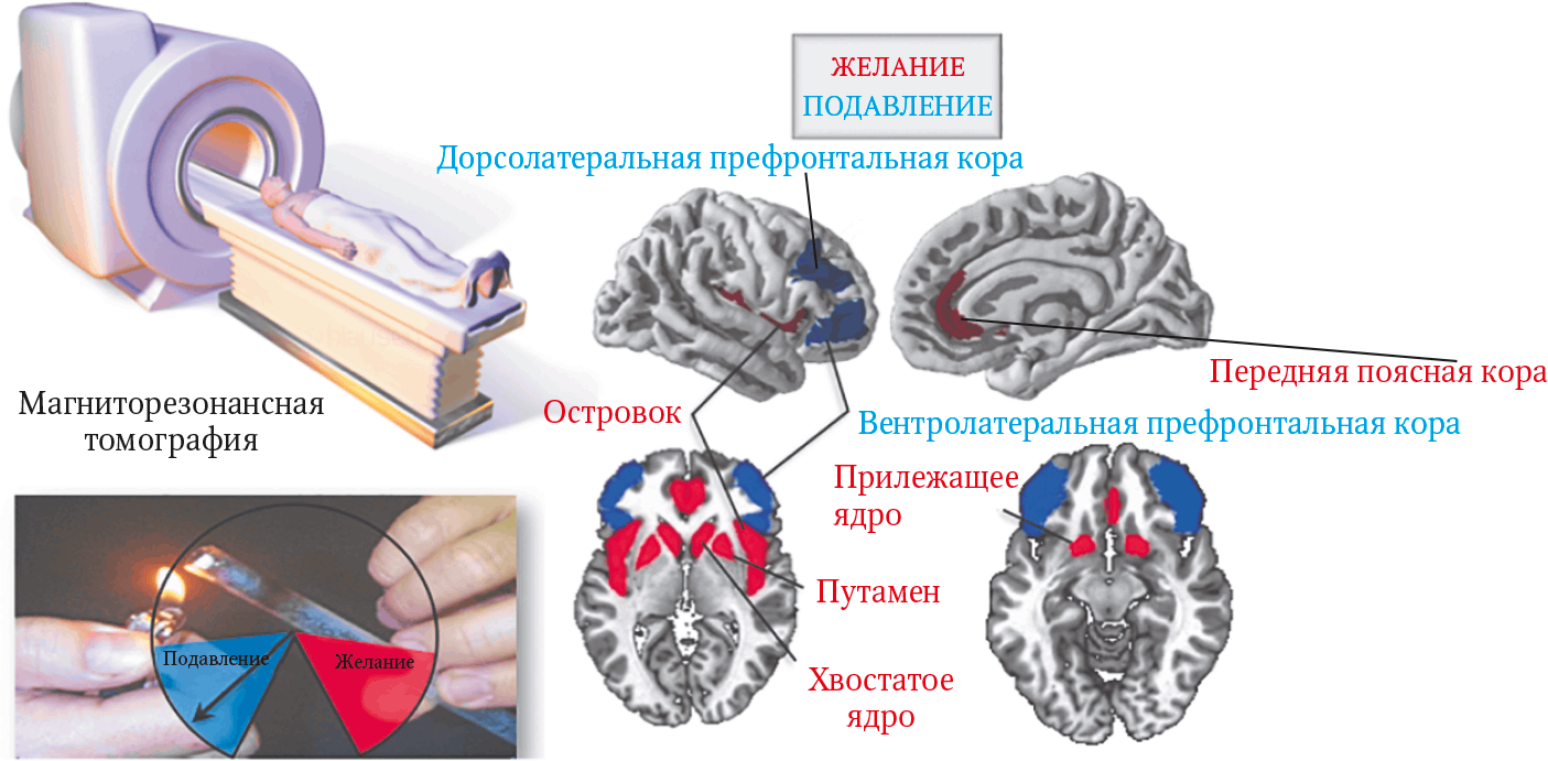 Мозг: Ваша личная история