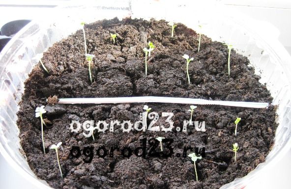 Выращивание капусты – сорта, рассада, подкормки, борьба с вредителями. Секреты выращивания и другое...