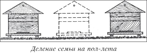 Мед и продукты пчеловодства