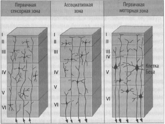 Эволюция разума