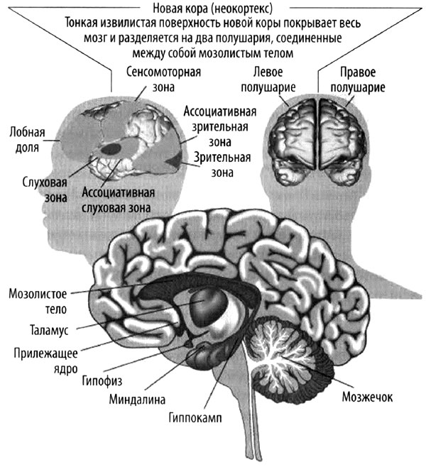Эволюция разума