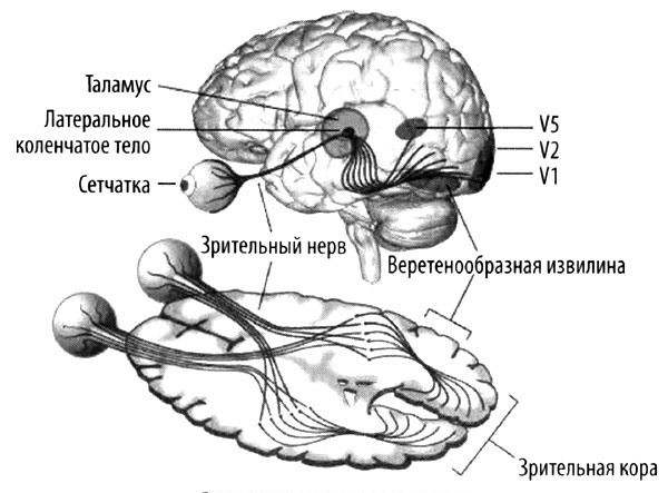 Эволюция разума