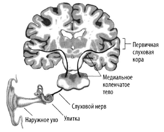 Эволюция разума