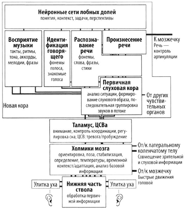 Эволюция разума
