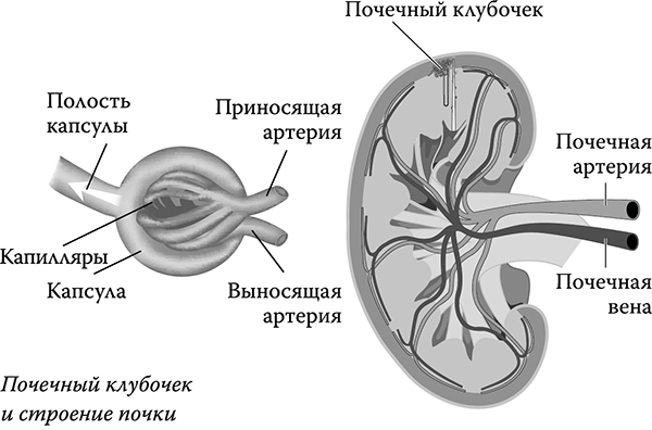 Неправда о нашем теле. Заблуждения, в которые мы верим