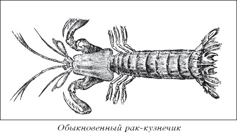 Разведение рыбы, раков и домашней птицы