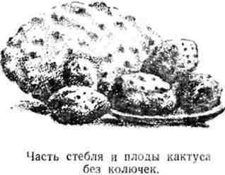 Путешествие с домашними растениями