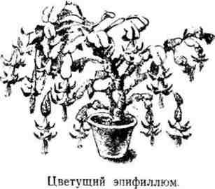 Путешествие с домашними растениями