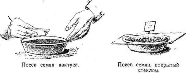 Путешествие с домашними растениями