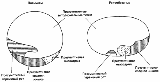 Эмбрионы, гены и эволюция