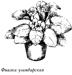 Комнатные растения - энергетические защитники или вампиры