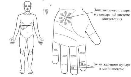 Су Джок семянотерапия
