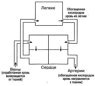 Целительные свойства перекиси водорода