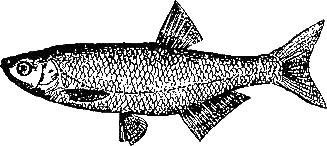 Записки об уженье рыбы