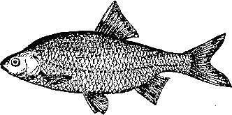 Записки об уженье рыбы