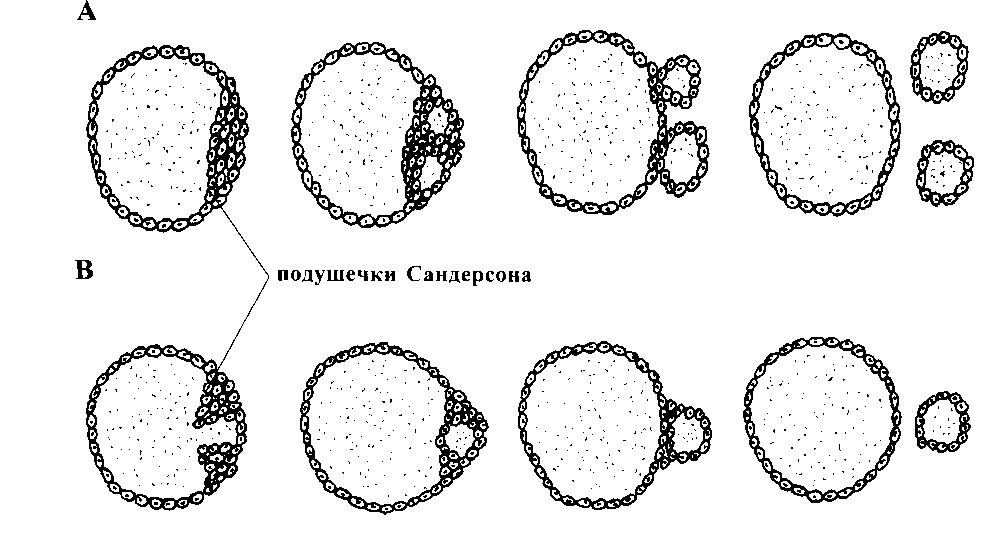 Восстановление щитовидной железы