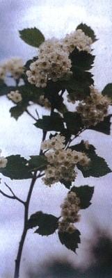 Растения – твои друзья и недруги