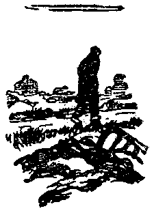 Тарантул