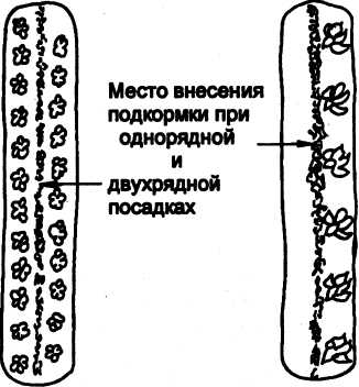 Семейное овощеводство на узких грядах