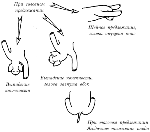 Йоркширский терьер