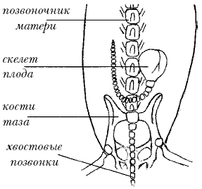 Йоркширский терьер