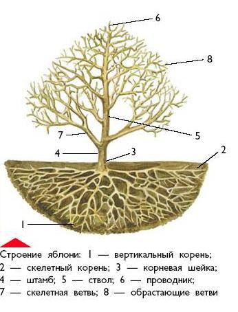 Яблоня