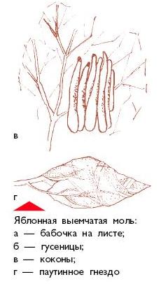 Яблоня