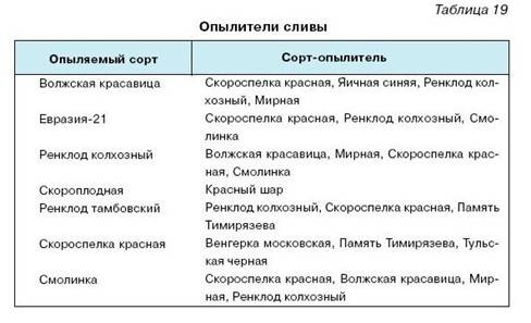 Как вырастить саженцы