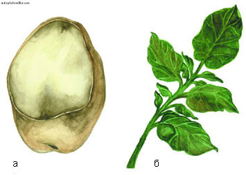Картофель