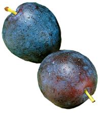 Сливы